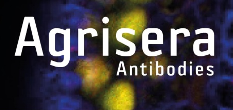 Agrisera植物細(xì)胞壁相關(guān)抗體，開(kāi)學(xué)季促銷(xiāo)啦！